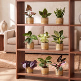 Baby plantes surprise avec cache-pots Linnea miel - lot de 3 à 12 mini plantes - pot Ø6 cm - photo 4
