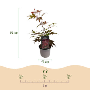 Acer palmatum Atropurpureum – Pot 12 cm – Hauteur 35 cm
