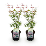 Érables du Japon Phoenix - 2 plants - H 70 cm, pot Ø19 cm