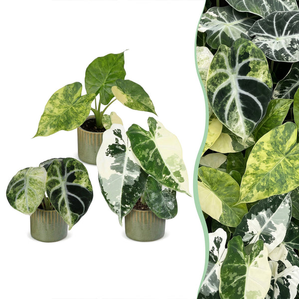 Baby Alocasia Tricolour Variegata avec cache-pots Linnea olive - lot de 3 mini plantes