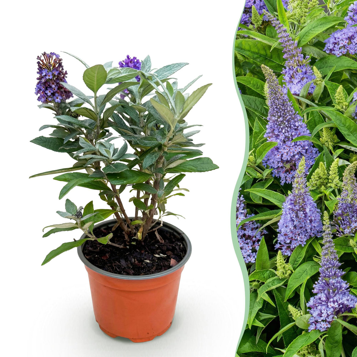 Buddleia Butterfly Candy Little Lila - H 20-25 cm, pot Ø12 cm