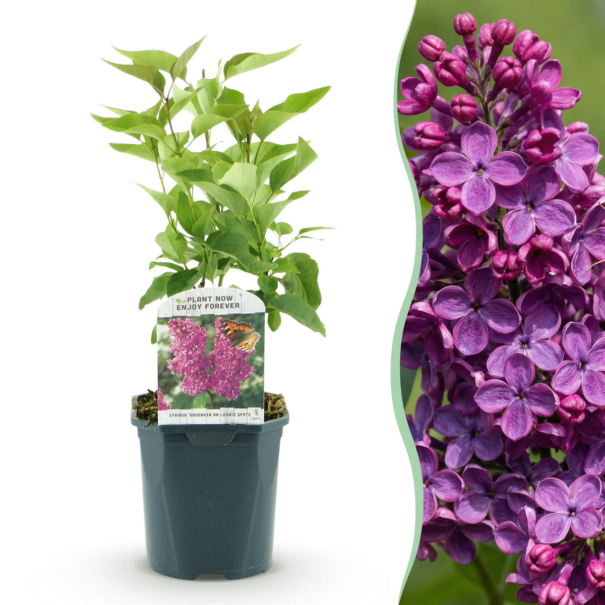 Lilas Ludwig Späth - H 45 cm, pot Ø17 cm