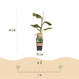 Bananier Ever Red - Musa - 2 plants - H 50 cm, pot Ø15 cm