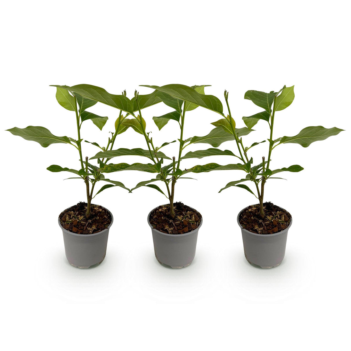 Magnolia Betty – Lot de 3 – Pot 12 cm – Hauteur 30 cm