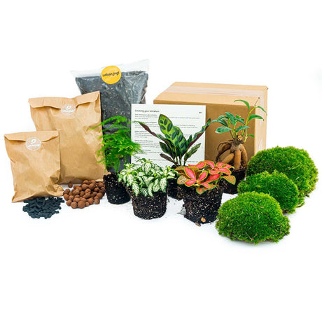 Plant repotting kit for terrarium