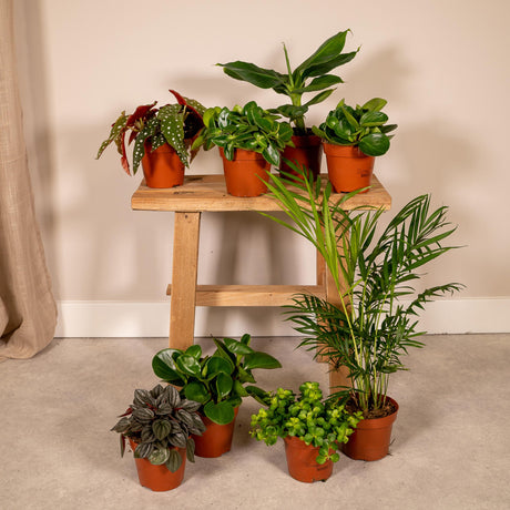 Surprise box - Sæt med 8 planter