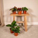Surprise box - Sæt med 8 planter