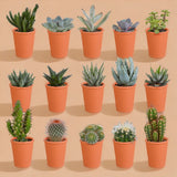 Box of 15 cacti and succulents + covers-<tc>POTS</tc> terracotta