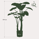 Alocasia plante artificielle