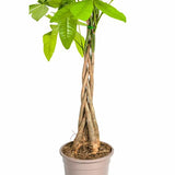 Pachira Aquatica