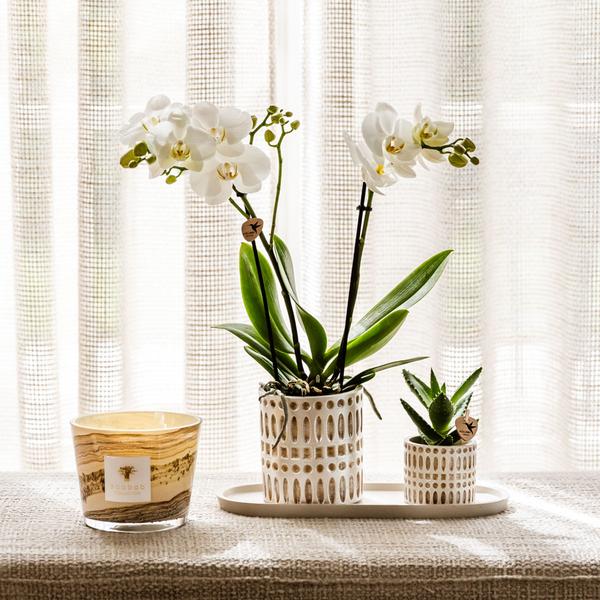 Set Le Chic – Orchidée Phalaenopsis Amabilis blanche & Succulent | Plateau organique crème