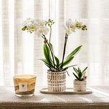 Set Le Chic – Orchidée Phalaenopsis Amabilis blanche & Succulent | Plateau organique crème