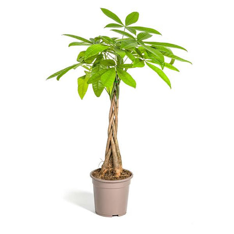 Pachira Aquatica