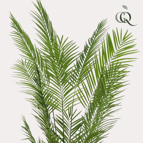 Areca Palmier plante artificielle