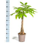 Pachira Aquatica