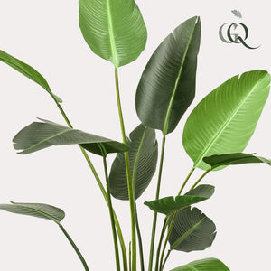 Strelitzia Nicolai plante artificielle
