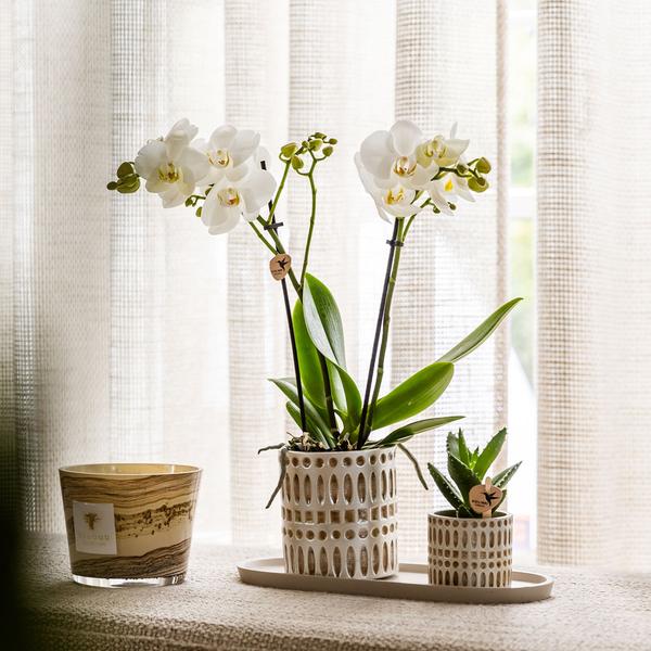 Set Le Chic – Orchidée Phalaenopsis Amabilis blanche & Succulent | Plateau organique crème