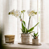 Set Le Chic – Orchidée Phalaenopsis Amabilis blanche & Succulent | Plateau organique crème