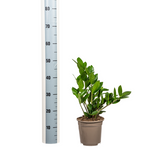 Zamioculcas Zamiifolia