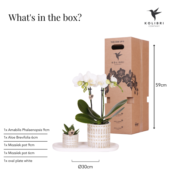 Set Le Chic – Orchidée Phalaenopsis Amabilis blanche & Succulent | Plateau organique crème
