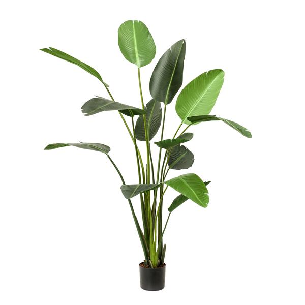 Strelitzia Nicolai plante artificielle