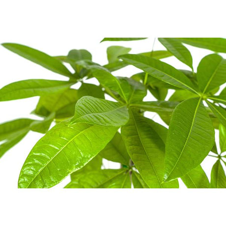 Pachira Aquatica