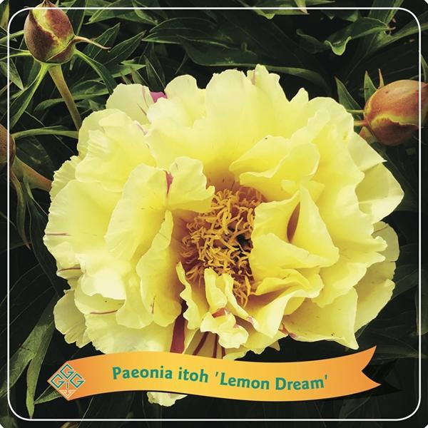 Pivoine 'Lemon Dream' Jaune