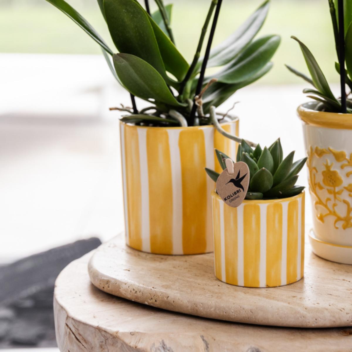 Gift Set Mediterranean Sunset – Orchidée Phalaenopsis Lausanne & Succulentes | Pots céramique inclus