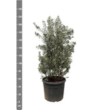 Olivier buisson - Olea europaea - H 225 cm, pot Ø50 cm