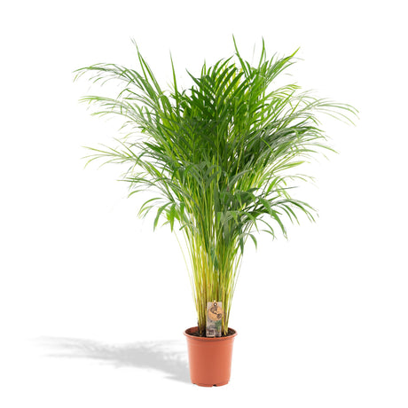 Stor Areca Palm - Flere størrelser og potter