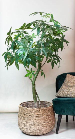 Pachira Aquatica plante artificielle