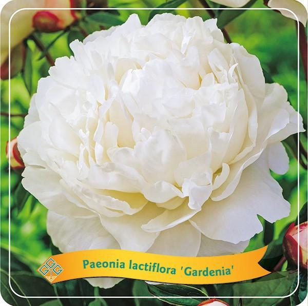 Pivoine Lactiflora 'Gardenia' blanc