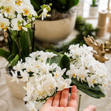 Orchidée Phalaenopsis blanche Botanic Nazaré - pot Ø9 cm
