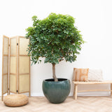 Schefflera op stam - 225cm - ø45