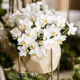 Orchidée Phalaenopsis blanche Botanic Nazaré - pot Ø9 cm