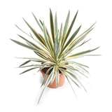 Yucca - The Glorious