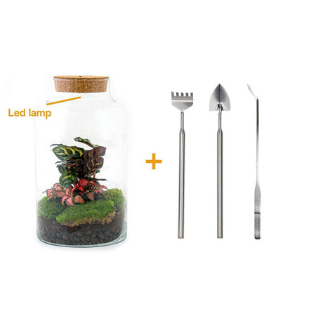 Paquet de terrarium pour plantes Coffea Arabica - Refill & Starter package  Kit de recharge de terrarium DIY
