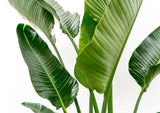 Strelitzia Augusta multi-tronc