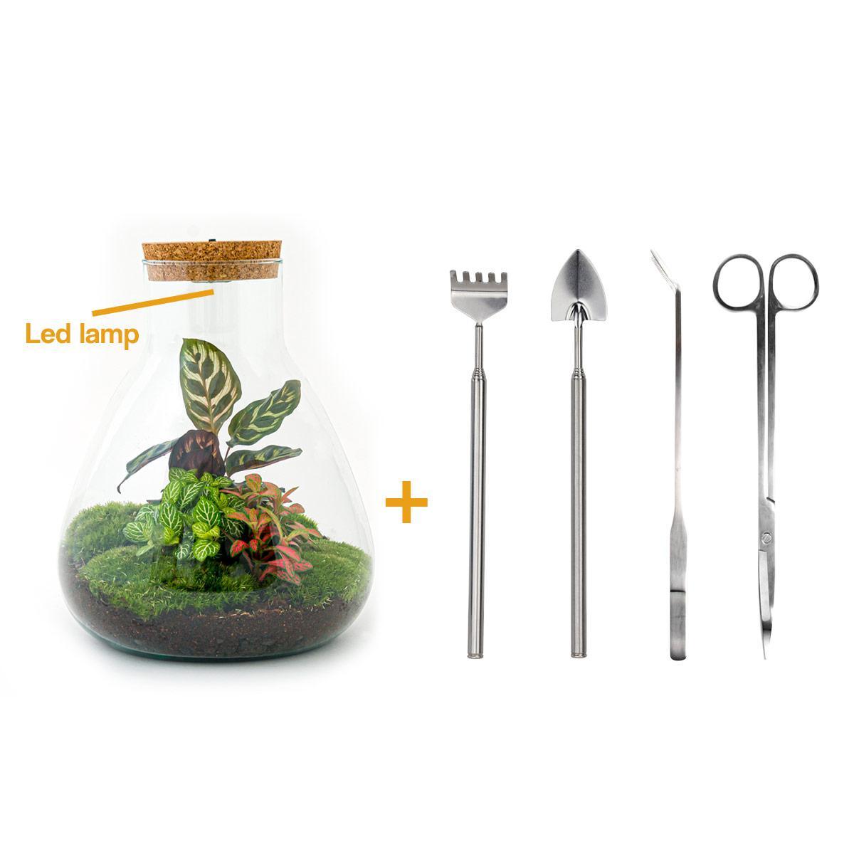 Composer son terrarium avec un Kit terrarium plante DIY – La Green