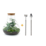 Kit <tc>Terrarium</tc> DIY 3 plants - SAMOS