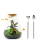 Kit Terrarium DIY 3 plantes - SAMOS