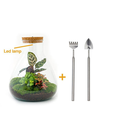 Kit <tc>Terrarium</tc> DIY 3 plants - SAMOS