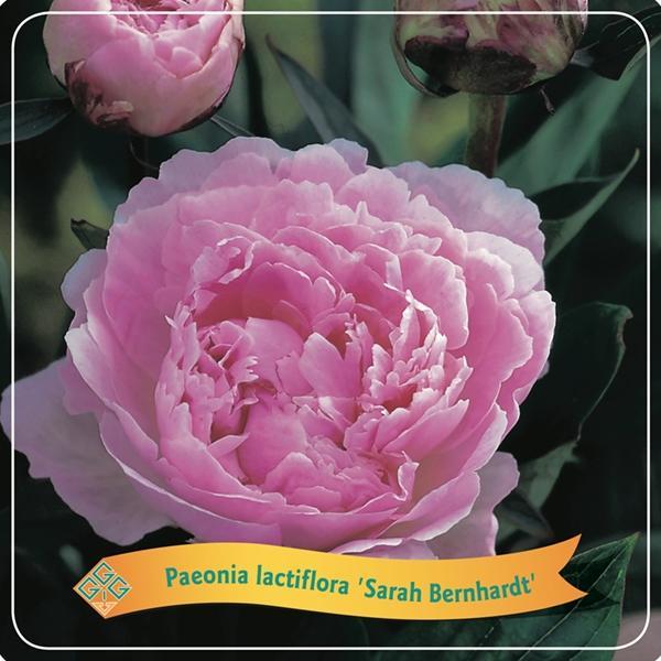 Pivoine Lactiflora 'Sarah Bernhardt' rose
