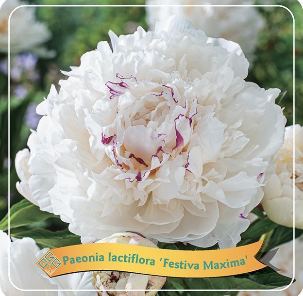 Pivoine Lactiflora 'Festiva Maxima' blanc