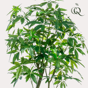 Pachira Aquatica plante artificielle
