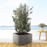 Olivier buisson - Olea europaea - H 225 cm, pot Ø50 cm