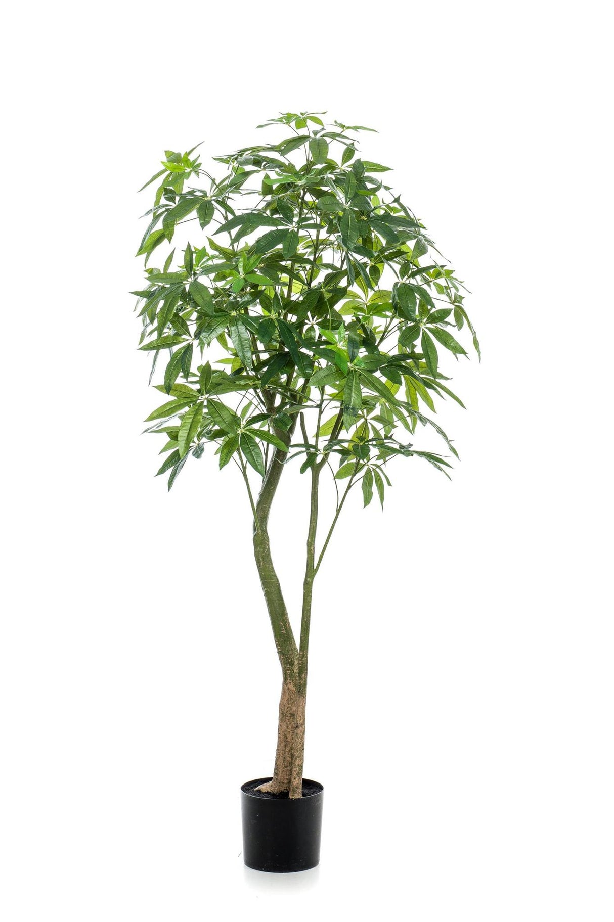 Pachira Aquatica plante artificielle