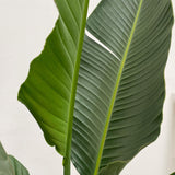 Strelitzia Augusta multi-tronc