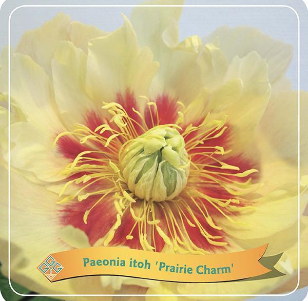 Pivoine 'Prairie Charm' jaune
