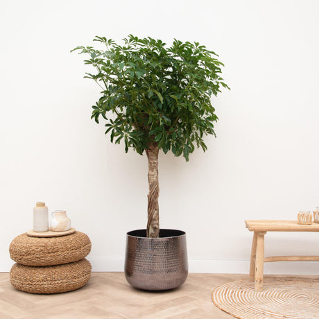 Schefflera sur tige - Arbre ombrelle - H 170 cm, pot Ø30 cm